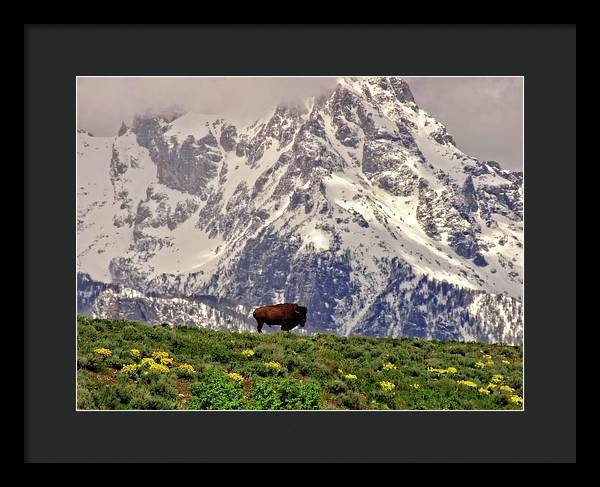 Spring Bison In Grand Teton National Park - Framed Print