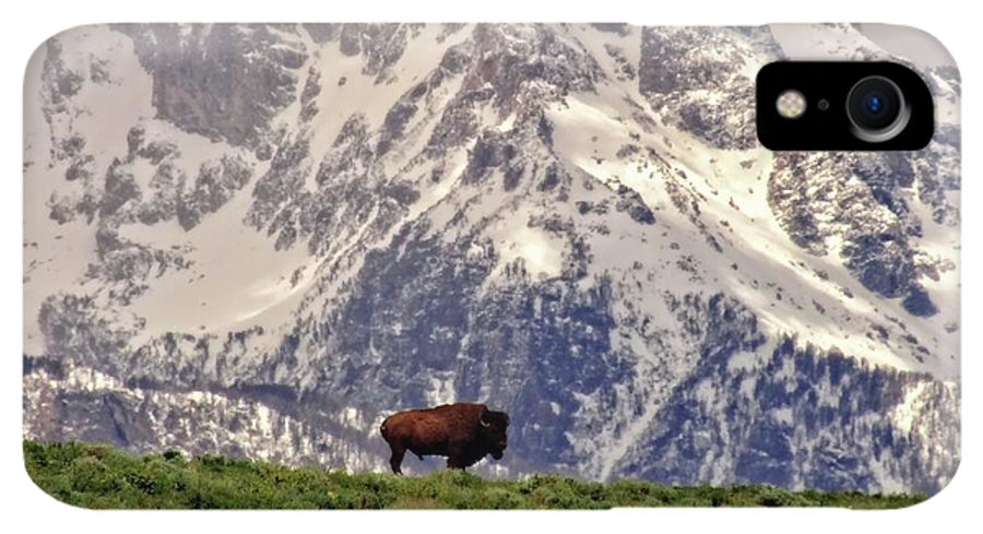 Spring Bison In Grand Teton National Park - Phone Case