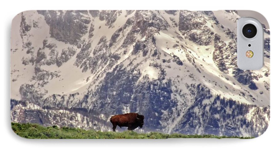 Spring Bison In Grand Teton National Park - Phone Case