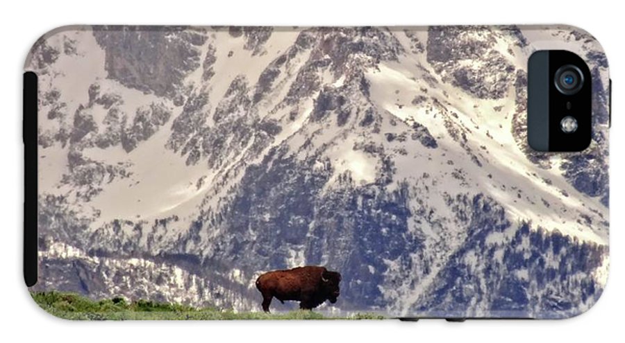 Spring Bison In Grand Teton National Park - Phone Case