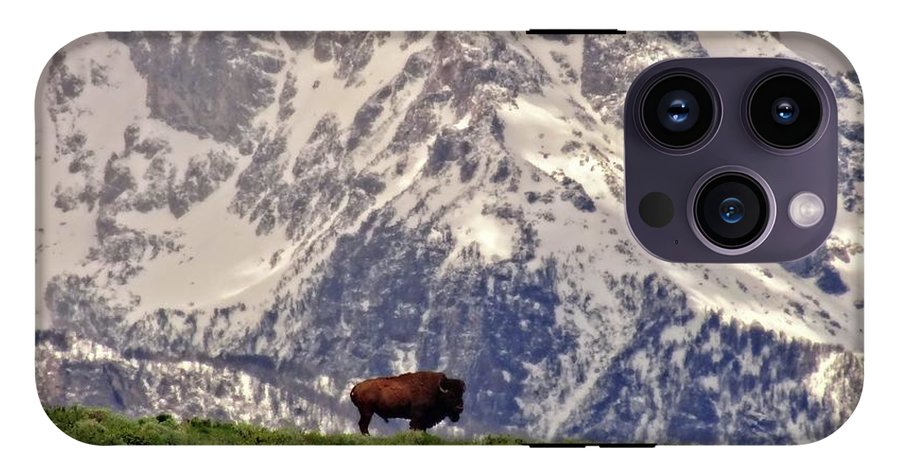 Spring Bison In Grand Teton National Park - Phone Case