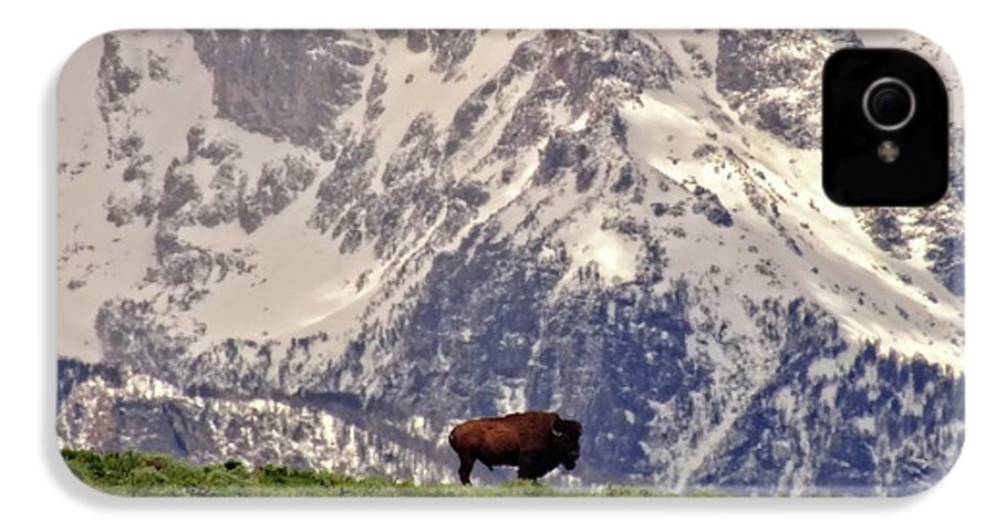 Spring Bison In Grand Teton National Park - Phone Case