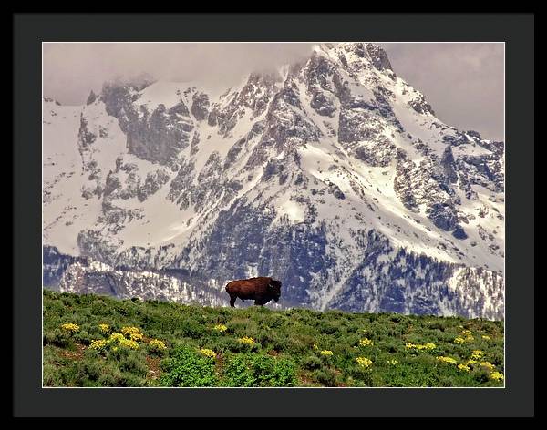 Spring Bison In Grand Teton National Park - Framed Print