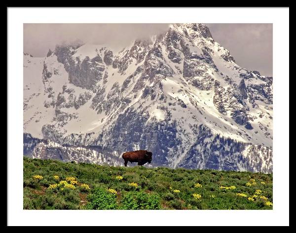 Spring Bison In Grand Teton National Park - Framed Print