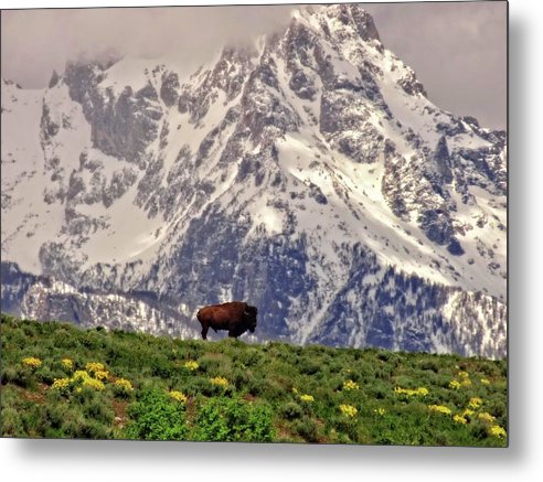 Spring Bison In Grand Teton National Park - Metal Print