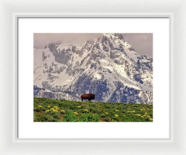 Spring Bison In Grand Teton National Park - Framed Print