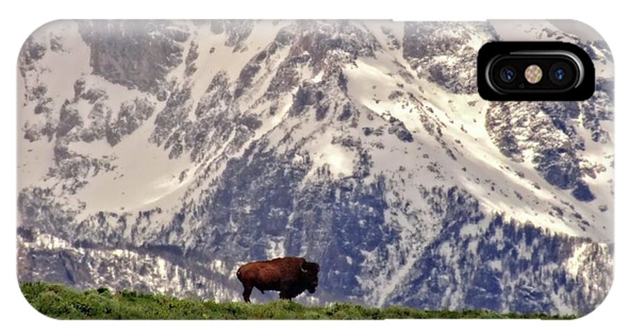 Spring Bison In Grand Teton National Park - Phone Case