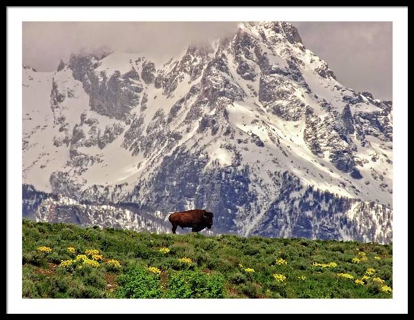 Spring Bison In Grand Teton National Park - Framed Print