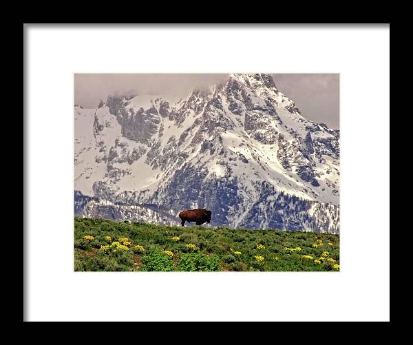 Spring Bison In Grand Teton National Park - Framed Print