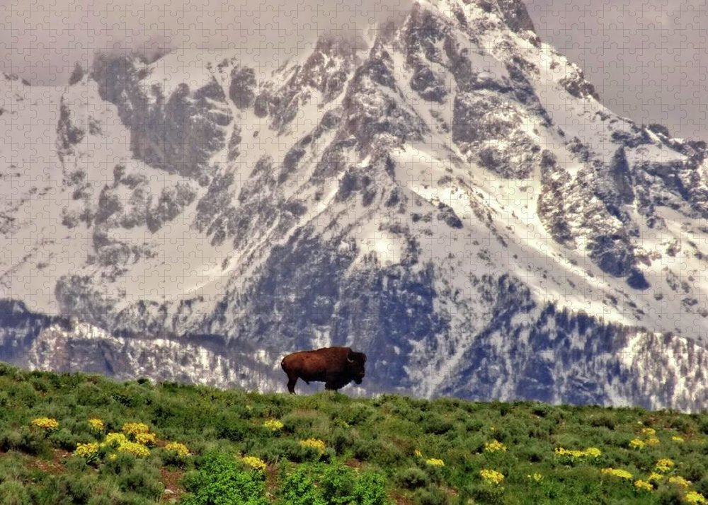 Spring Bison In Grand Teton National Park - Puzzle