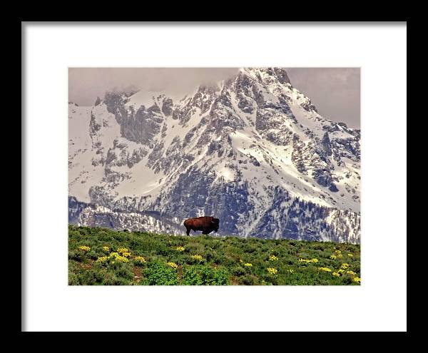 Spring Bison In Grand Teton National Park - Framed Print