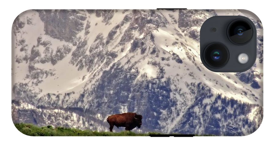 Spring Bison In Grand Teton National Park - Phone Case