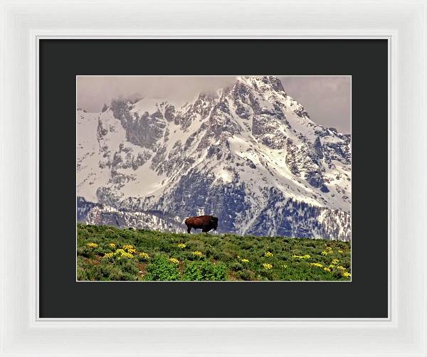 Spring Bison In Grand Teton National Park - Framed Print