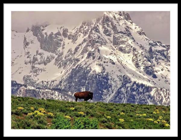 Spring Bison In Grand Teton National Park - Framed Print