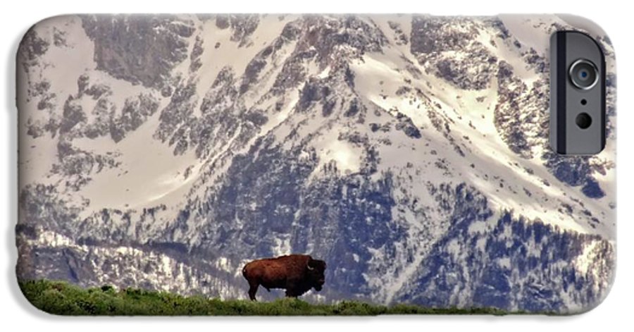 Spring Bison In Grand Teton National Park - Phone Case