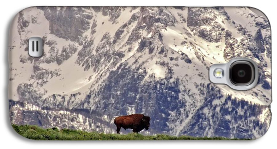 Spring Bison In Grand Teton National Park - Phone Case