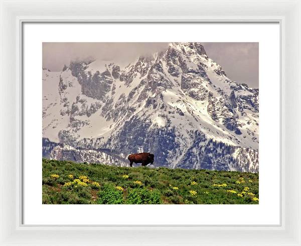 Spring Bison In Grand Teton National Park - Framed Print