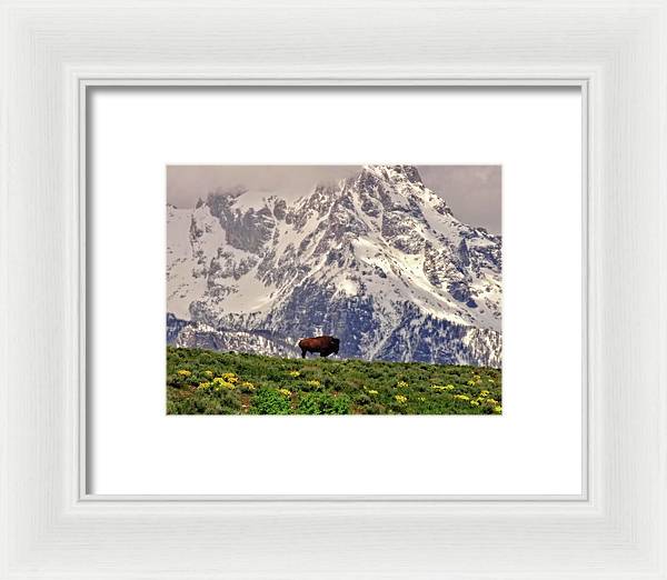 Spring Bison In Grand Teton National Park - Framed Print