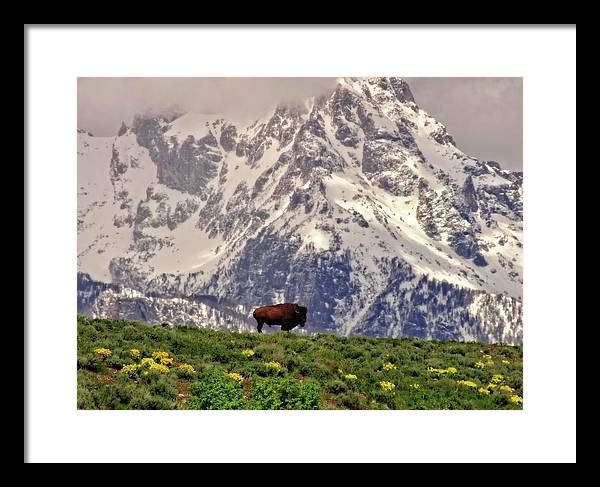 Spring Bison In Grand Teton National Park - Framed Print