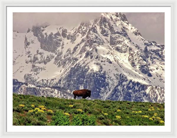 Spring Bison In Grand Teton National Park - Framed Print