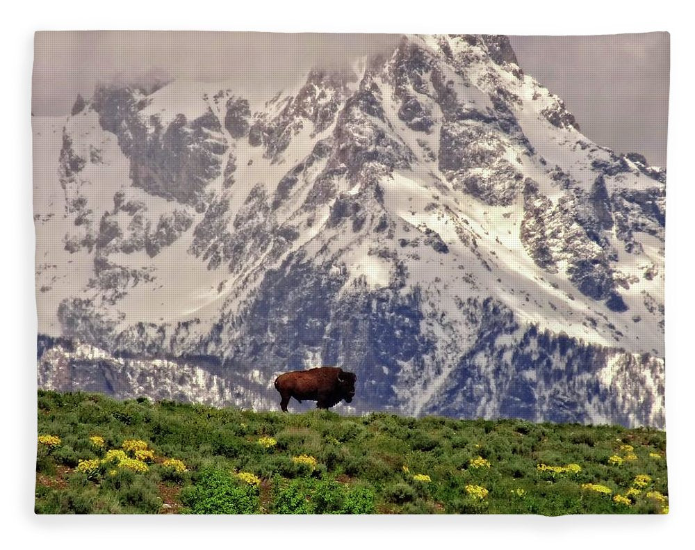 Spring Bison In Grand Teton National Park - Blanket