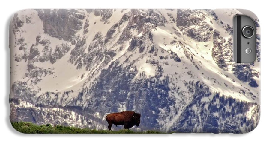 Spring Bison In Grand Teton National Park - Phone Case