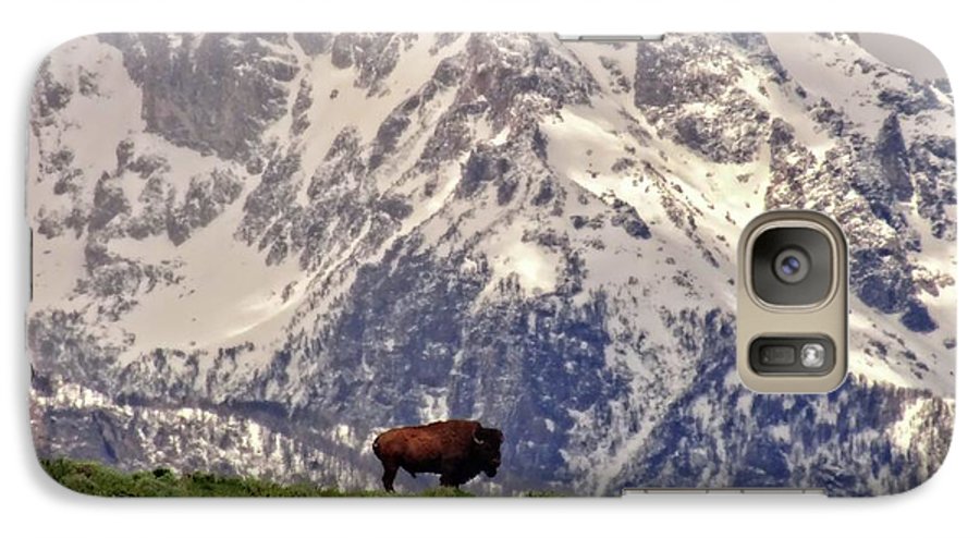 Spring Bison In Grand Teton National Park - Phone Case