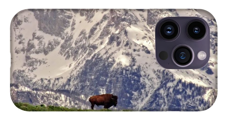 Spring Bison In Grand Teton National Park - Phone Case