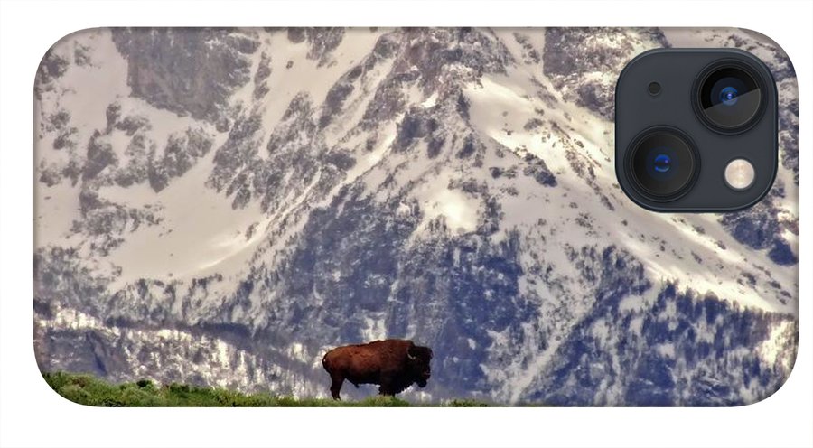 Spring Bison In Grand Teton National Park - Phone Case