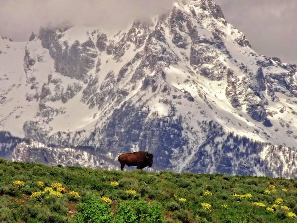 Spring Bison In Grand Teton National Park - Art Print