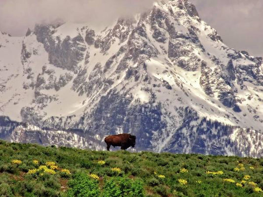 Spring Bison In Grand Teton National Park - Art Print