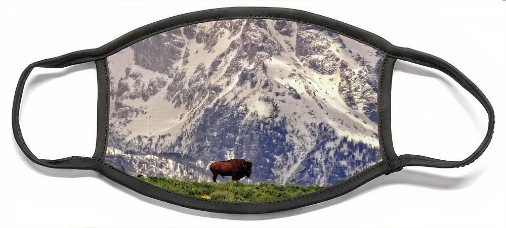 Spring Bison In Grand Teton National Park - Face Mask