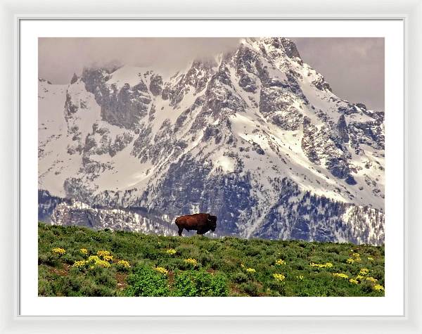 Spring Bison In Grand Teton National Park - Framed Print