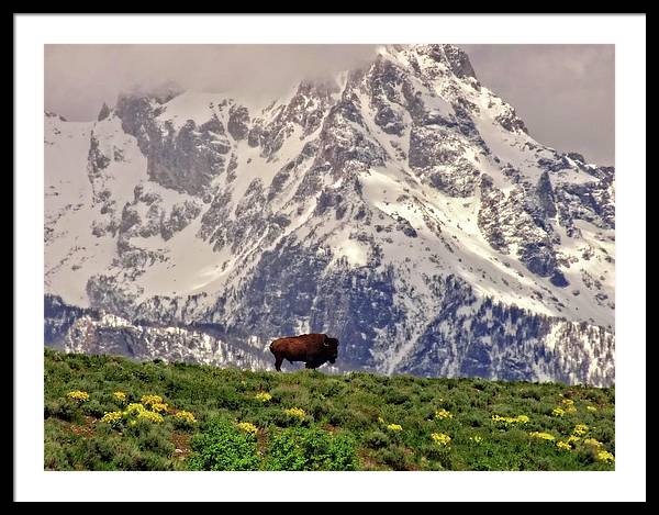 Spring Bison In Grand Teton National Park - Framed Print