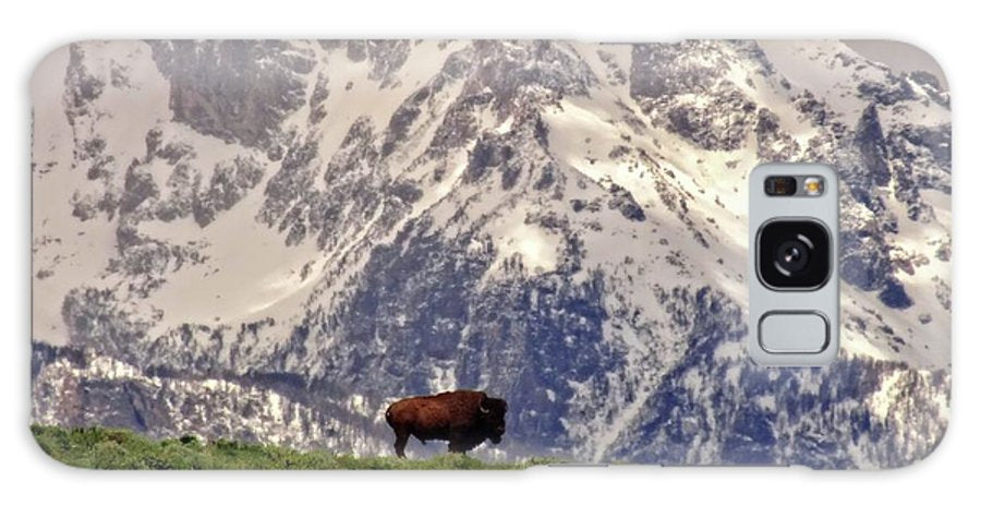 Spring Bison In Grand Teton National Park - Phone Case