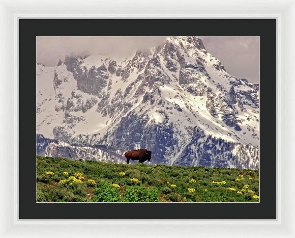 Spring Bison In Grand Teton National Park - Framed Print