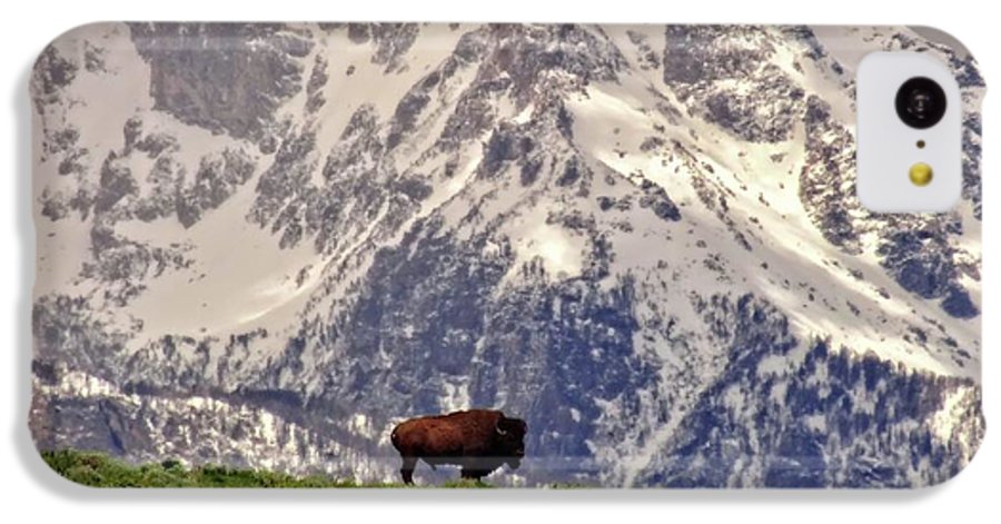 Spring Bison In Grand Teton National Park - Phone Case