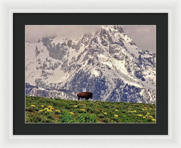 Spring Bison In Grand Teton National Park - Framed Print