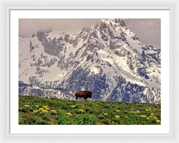 Spring Bison In Grand Teton National Park - Framed Print