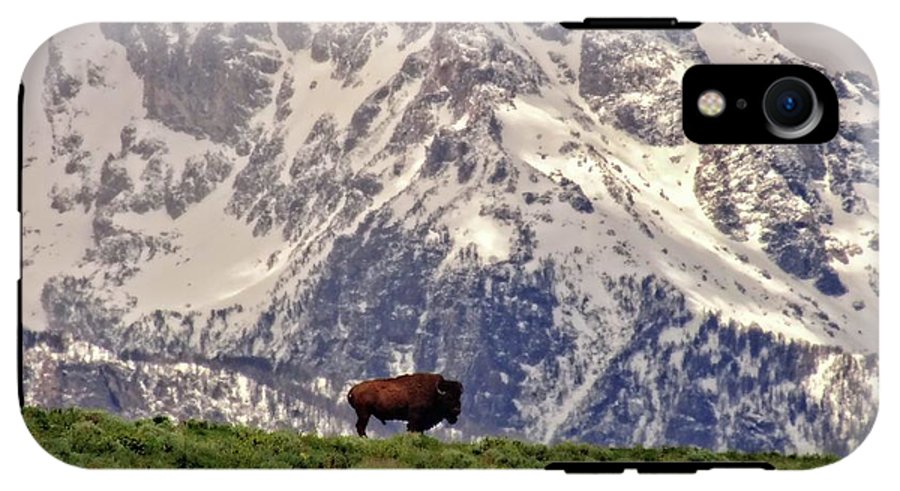 Spring Bison In Grand Teton National Park - Phone Case