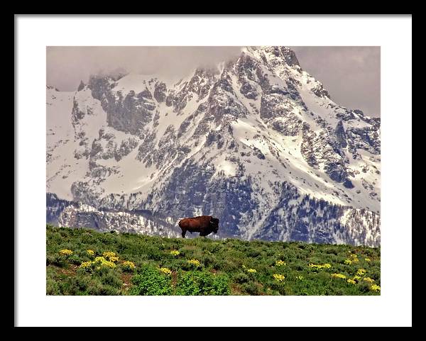 Spring Bison In Grand Teton National Park - Framed Print