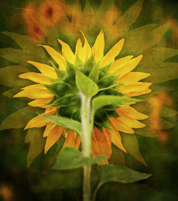 Textured Sunflower Back - Art Print