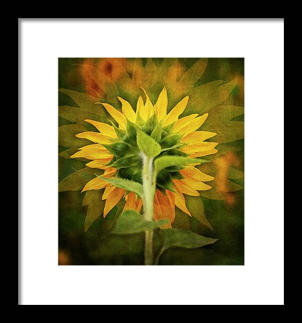 Textured Sunflower Back - Framed Print