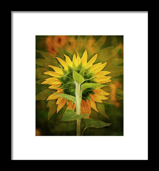 Textured Sunflower Back - Framed Print