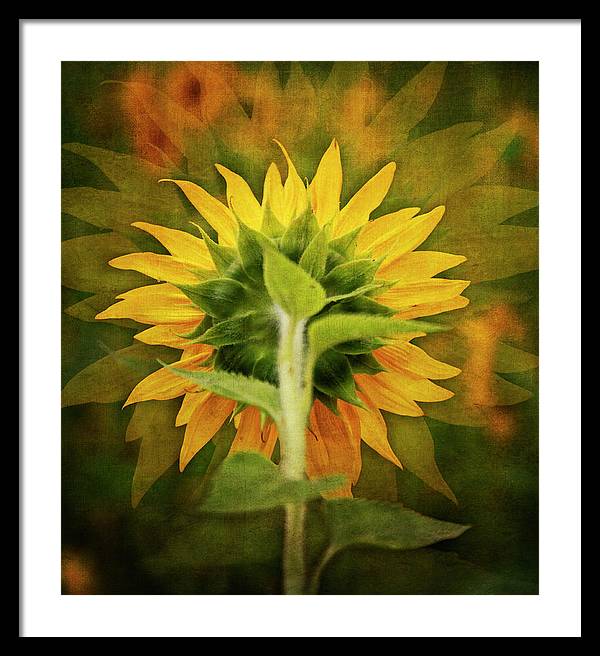 Textured Sunflower Back - Framed Print