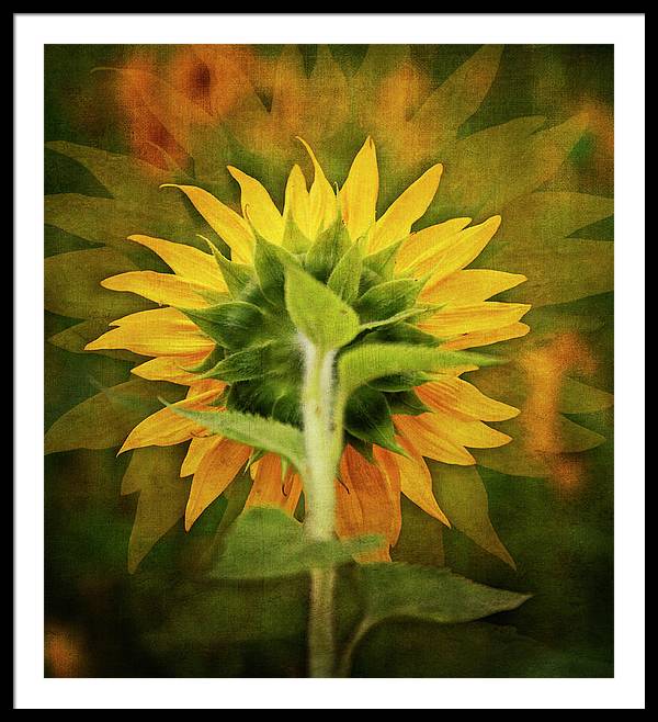 Textured Sunflower Back - Framed Print