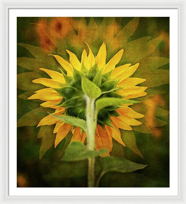 Textured Sunflower Back - Framed Print