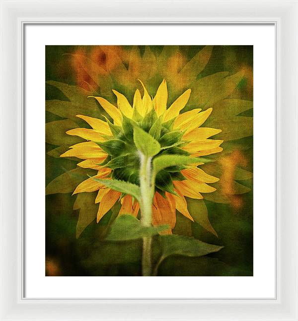 Textured Sunflower Back - Framed Print