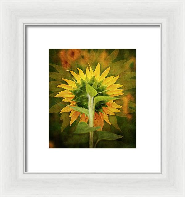 Textured Sunflower Back - Framed Print