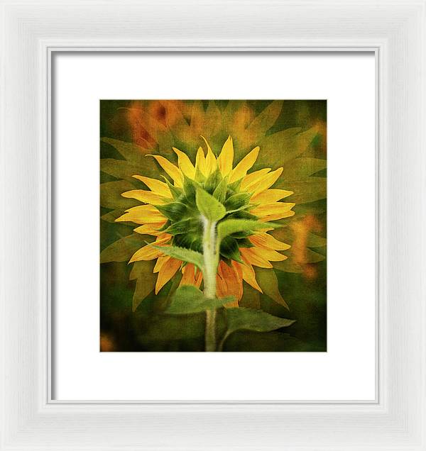 Textured Sunflower Back - Framed Print